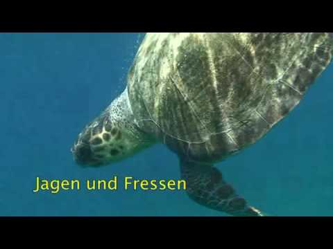 Meeresschildkröten an den Küsten der Peloponnes 2016