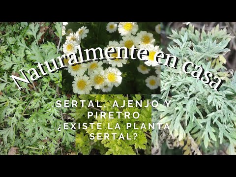 , title : 'Huerta Sertal, ajenjo y piretro ¿Existe la planta sertal?'