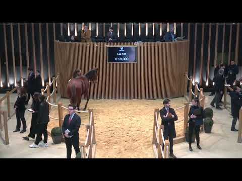 Top Price N°2 - 22 000E - N (MISSISIPI BAILEYS 2023) - Vente Arqana de Yearlings de Novembre 2024