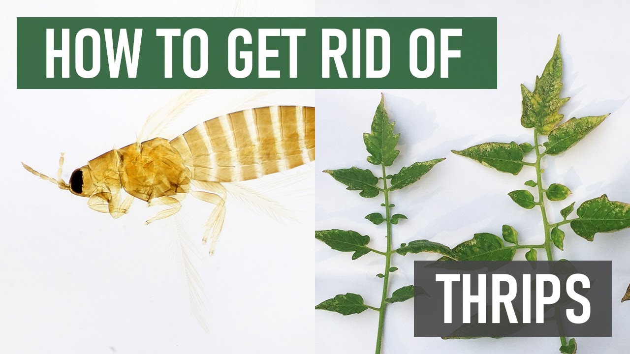 How To Get Rid of Thrips  DIY Thrip Control Products