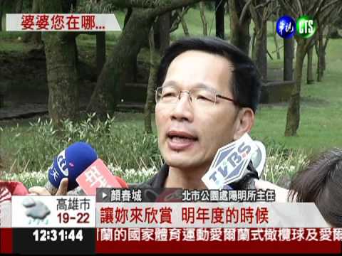 去年賞花撲空 "水仙"婆婆今何在?