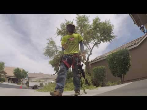 download lagu mp3 mp4 African Sumac Tree Care, download lagu African Sumac Tree Care gratis, unduh video klip African Sumac Tree Care