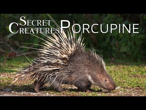 Secret Creatures: Porcupine 🌿🦔 Nature's Quill Masters