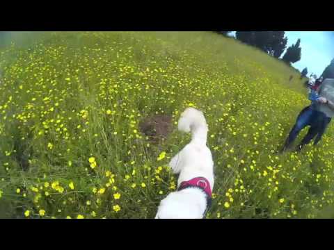 Dog trekking Sant' Elia ( ACI dog )