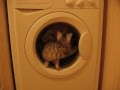 Cat And A Washing Machine