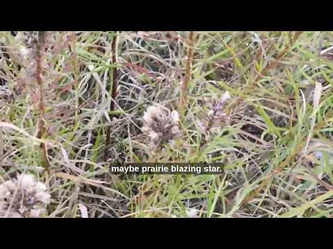 Konza Prairie Biodiversity