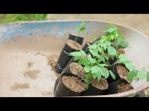 Support Riparian Reforestation with Azuero Farmers