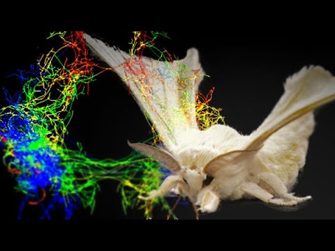 イヤーワームを取り除く: 科学的なトリックが役立ちます