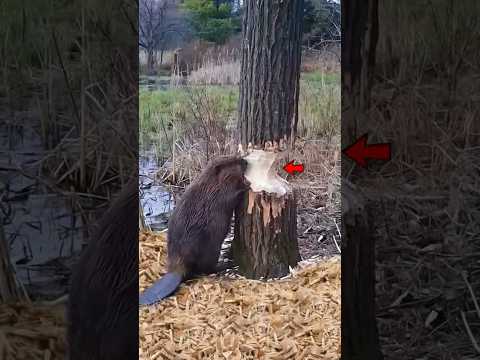 🪓 बीवर इतने पेड़ क्यों काटते हैं? 🌳 World's Smallest Engineer 🤯 #shortsfeed #shorts #animals #beaver