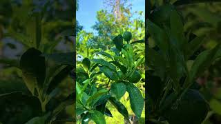 Download lagu Tongheng orange plants bear abundant fruit planted in small pots #tonghengoranges mp3 Download lagu Tongheng orange plants bear abundant fruit planted in small pots #tonghengoranges mp3