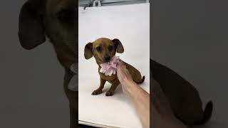 Video preview image #1 Chiweenie Puppy For Sale in Benton, LA, USA