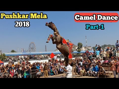 Pushkar Mela 2019- पुष्कर मेले में ऊंट का खाट डांस (part-1) Video