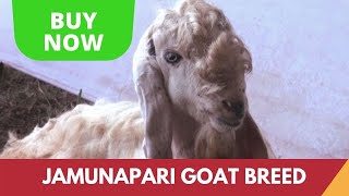 Jamunapari Goat - a goat breed from Uttar Pradesh
