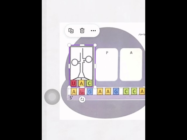 استراتيجية تمثيل عملية الترجمة في صناعة البروتين