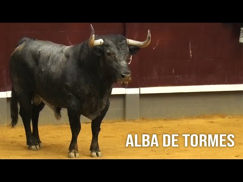 Alba de Tormes 2023 Encierro con Toros Bravos de Adolfo Martín