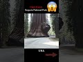 The largest forest of giant trees in the world...