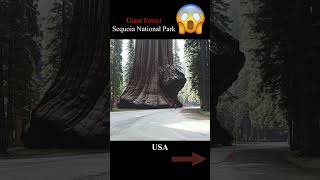 The largest forest of giant trees in the world...