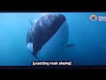 Killer Whale Movie Intro