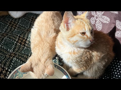 Meet my Kiki 🐾 & Soso 🐾