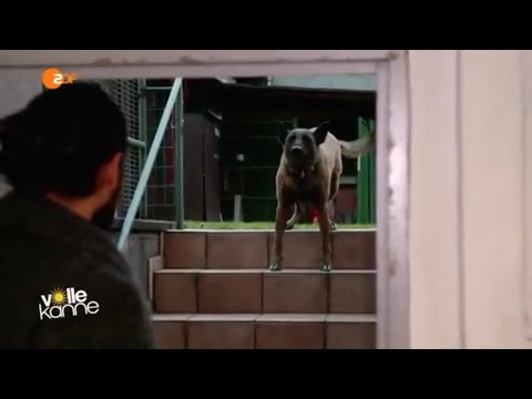 ZDF Volle Kanne - Masih Samin trainiert aggressiven Malinois