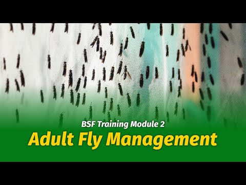 How to Start Black Soldier Fly Farming - Adult Fly Management (Module 2)