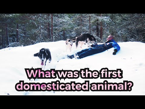 What was the first domesticated animal?
