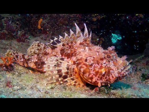 Tauchen in Kroatien Insel Cres / Diving in Croatia Cres