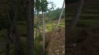 Download lagu R Jateng baraja2 lari di sawah mp3