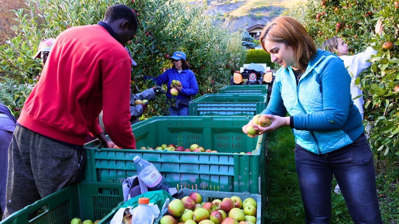 O trabalho duro dos Portugueses na SUÍÇA! Apanha da Fruta | Vale a pena? 💰