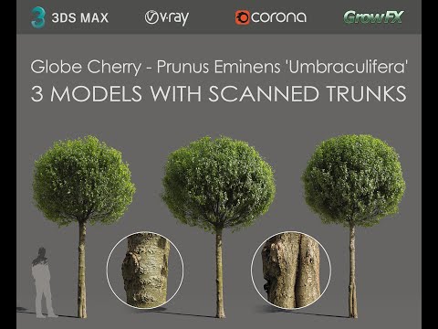 Globe Cherry - 3 tree models with scanned trunks for 3dsmax Vray and Corona