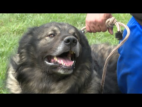 'NEDJELJOM ZAJEDNO' RTV USK - PRIČA: ŠARPLANINCI – KRALJEVI MEĐU PSIMA OVČARIMA