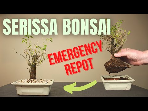 , title : 'Emergency repotting Serissa foetida Bonsai'