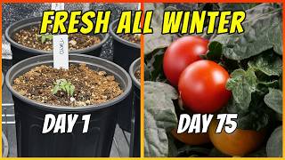 Harvest Tomatoes in 75 Days! 🍅 Easiest Indoor Method (All Year)