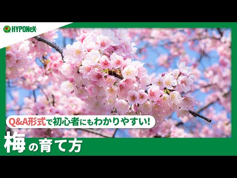 梅か梅か? 植物