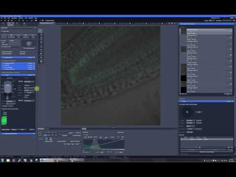 ZEN 2.1 bugs and missing features. 6. z stack
