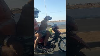 animales el perro conduce una moto