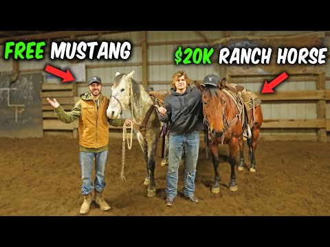 FREE Mustang VS $20k Ranch Horse!