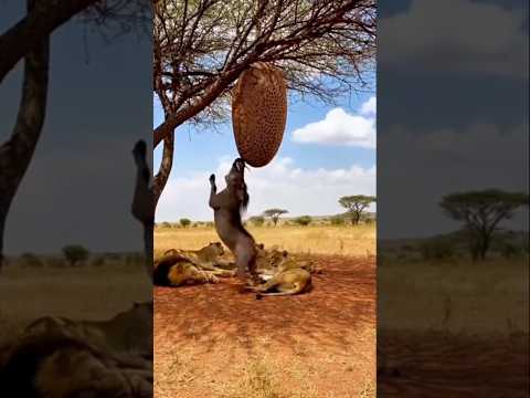 warthog vs lions 🦁😷 Funny Moments 🫢🫡