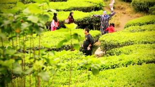 Cameron Highlands - Tea plantations and the Mossy Forrest