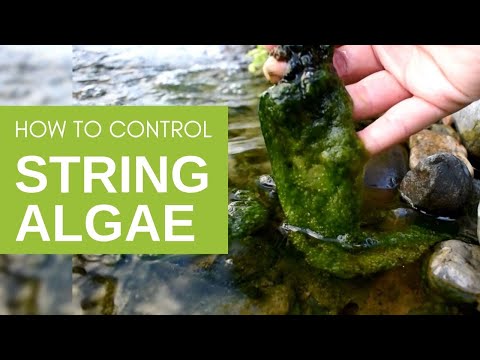How to Get Rid of String Algae in Your Pond
