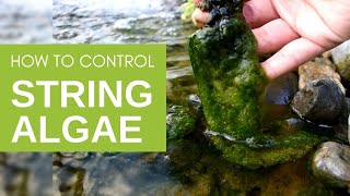How to Get Rid of String Algae in Your Pond