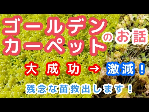 園芸 ゴールデンラットテール