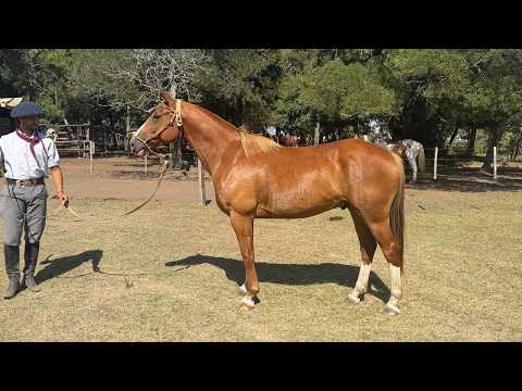 Caballo Alazan de 8 años de muy buena función $3.000.000 WWW.LOSEQUINOS.COM