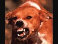 VII - Comme un chien enragé 