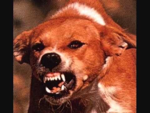 Video thumbnail for Comme un chien enragé