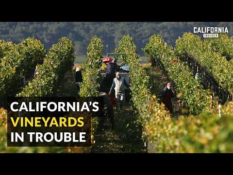 California Wineries on Brink of Losing Everything