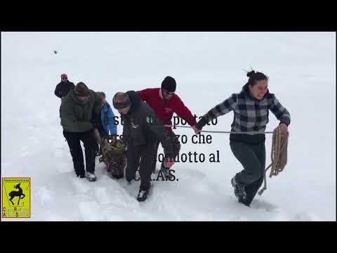 Recupero di stambecco maschio