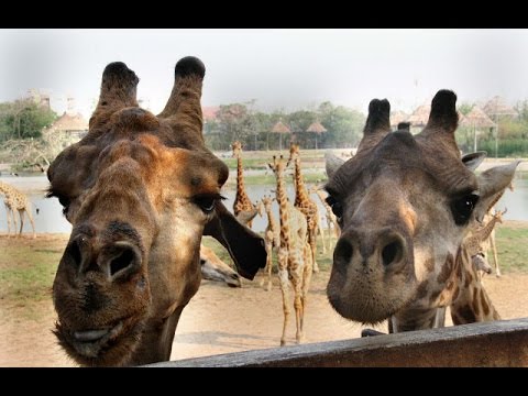 Кормление жирафов. Giraffa, Safari World. Бангкок, Таиланд