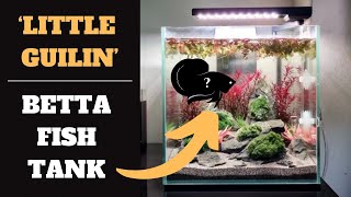 LITTLE GUILIN SEIRYU AQUARIUM SETUP - TATANKA BETTA FISH TANK SETUP