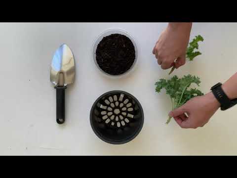 How to grow KALE from cuttings